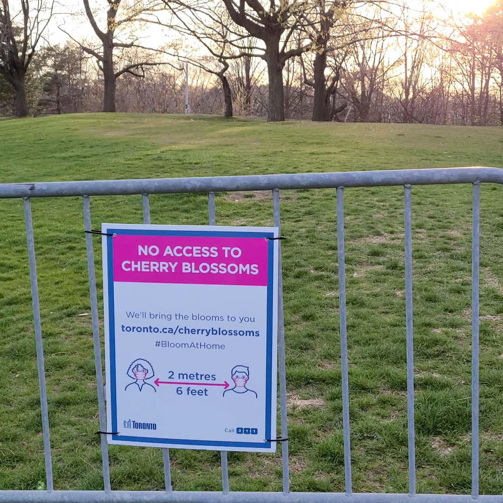 Cherry blossoms 2021 Covid-19 - Sign at High Park